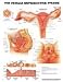 Book The Female Reproductive System (Teach & Learn)