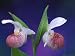 Showy Lady's Slippers, Bruce Peninsula National Park, Michigan, USA Photographic Poster Print by Claudia Adams, 32x24