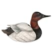 Alert Canvasback Duck Decoy Sculpture