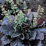 Perennials - Salvia 'Purple Knockout'