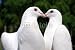 Wallmonkeys Peel and Stick Wall Decals - Pigeons in Like - Removable Graphic