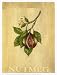 Nutmeg Art Poster Print by Renee Bolmeijer, 7x9