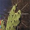 Bild des Albums von Rossy
