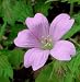 Hardy Geranium Oxonianum, Wargrave Pink, AGM