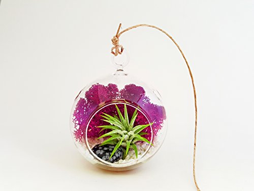 Bliss Gardens Mini Air Plant Terrarium Kit with 3 Bliss Gardens Mini Air Plant Terrarium Kit with 3