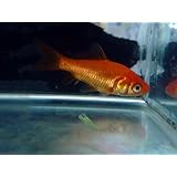 ���i�̏ڍ�