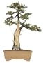Brussel's Needle Juniper Specimen Tree
