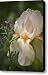Peach Iris Canvas Print / Canvas Art - Artist Teresa Mucha
