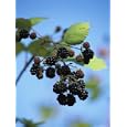 Cluster of Blackberries Ripen on a Vine Photographic Poster Print by Raymond Gehman, 18x24