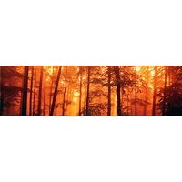 In The Mist (Backlit Trees, Orange, Panorama) Art Poster Print