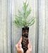 Live Giant Sequoia Tree