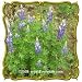 Mountain Lupine (Lupinus alpestris) Jumbo Wildflower Seed Packet (50)