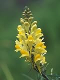 Butter and Eggs, A Non-Native Species, Alaska Photographic Poster Print by Rich Reid, 30x40