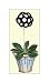 Redman's Metropolitan Auricula - James Sowerby Art Print Poster 12 x 16