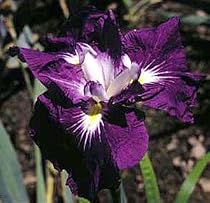 Asian Warrior Japanese Iris - Likes moist areas -NEW