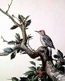 Red-bellied Woodpecker, Art Poster by Roger Tory Peterson, size 11.75