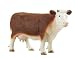 Hereford Cow