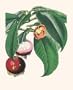 Mangosteen Poster Print
