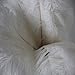 KAYSO 20 Piece Real Natural Ostrich Feathers Great Decorations, 12-14