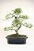Chinese Elm Bonsai Tree - Shaped