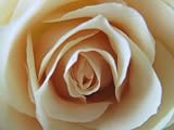 Wholesale Roses, Cream Colored, 150 Flowers, 24 Inch Stems