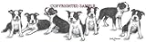 Boston Terrier - Puppies in a Row by Cindy Farmer