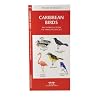 Caribbean Birds: An Introduction to Familiar Species (Pocket Naturalist)