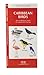 Caribbean Birds: An Introduction to Familiar Species (A Pocket Naturalist Guide)