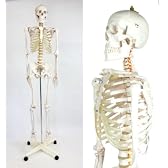 等身大人体模型 人骨模型 ガイコツ 骨 180cm 視覚教材やコレクションに【箱傷み】 JK-3007