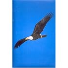 Click here to buy Blank Journal: Eagle by  Ford.