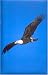 Blank Journal: Eagle