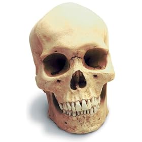 Human Male Skull Replica by Skullduggery