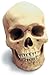 Human Male Skull Replica