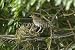 Wallmonkeys Peel and Stick Wall Decals - Mother Song Thrush - 24"W x 16"H Removable Graphic