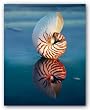 Tiger Nautilus by Ruth Burke 8"x10" Art Print Poster