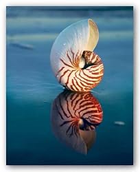 Tiger Nautilus by Ruth Burke 8"x10" Art Print Poster