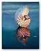 Tiger Nautilus by Ruth Burke 8"x10" Art Print Poster