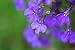 Blue Lobelia - 24