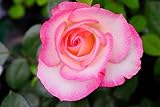 バラ苗 ニコル 角鉢新苗 木立バラ 四季咲き 複色 バラ 苗 薔薇 バラ苗木