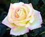 1 - Potted Rose - Peace