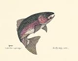 3 Fish Prints Steelhead Brown Rainbow Trout Poster Fishing Art Picture