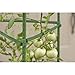 Gardener's Blue Ribbon 3-Pack Ultomato Tomato Plant Cage