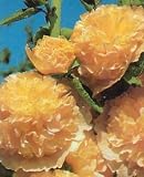 Hollyhock Chater &acute; s Double Yellow - 25 Plants - Alcea - B00136YT2U