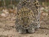 Amur Leopard at Rolling Hills Zoo Photographic Poster Print by Joel Sartore, 24x32