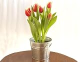 Potted Spring Tulips