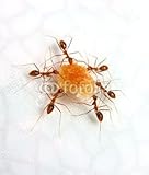 Wallmonkeys Peel and Stick Wall Decals - Teamwork - 48