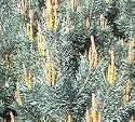 Scotch Pine Tree, Hefty 3 Year Old, 12-18 Inch
