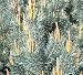 Scotch Pine Tree, Hefty 3 Year Old, 12-18 Inch