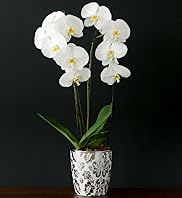 Autograph Double Cascade Orchid
