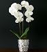 (00544566) Autograph Double Cascade Orchid in Miscellaneous